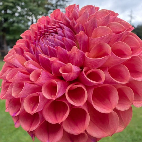 A close-up of a large pink dahlia flower in full bloom, photographed outdoors on a grassy lawn with trees and an overcast sky in the background.