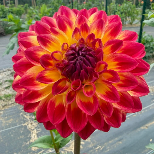 JL Barbara Ann
