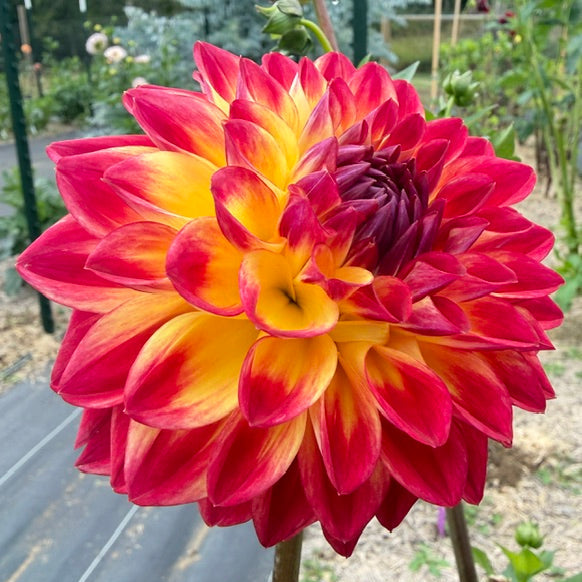 JL Barbara Ann