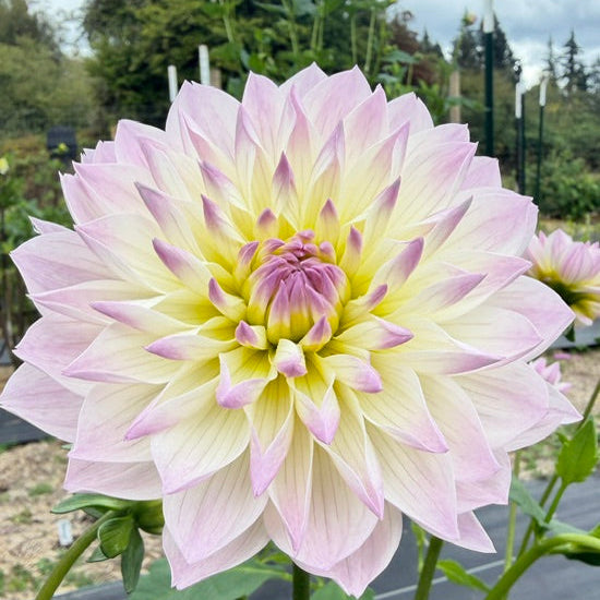 A large blooming dahlia flower in a garden, with layered pale pink and cream petals fading to yellow at the center, surrounded by green foliage and other flowers in the background.
