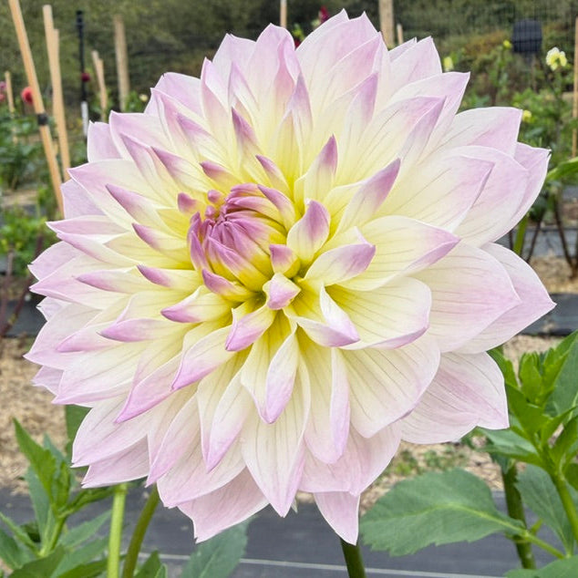 A large dahlia flower in bloom with layered pale yellow and light pink petals, photographed outdoors in a garden setting with blurred plants and stakes in the background.