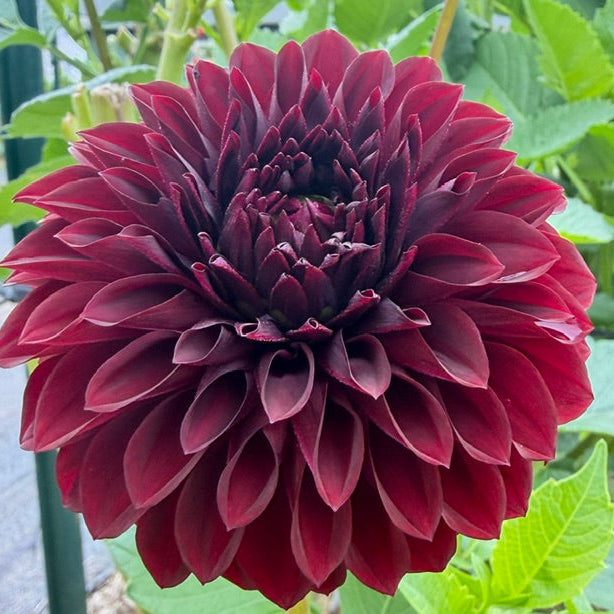 A large dark burgundy Dahlia flower in full bloom, surrounded by green leaves and stems in an outdoor garden setting.
