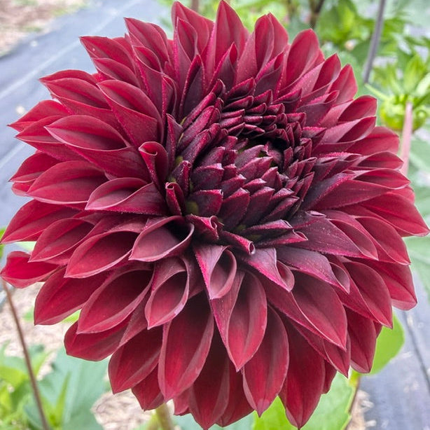 A close-up of a dark burgundy dahlia flower in full bloom, photographed outdoors with blurred green foliage and a garden path in the background.