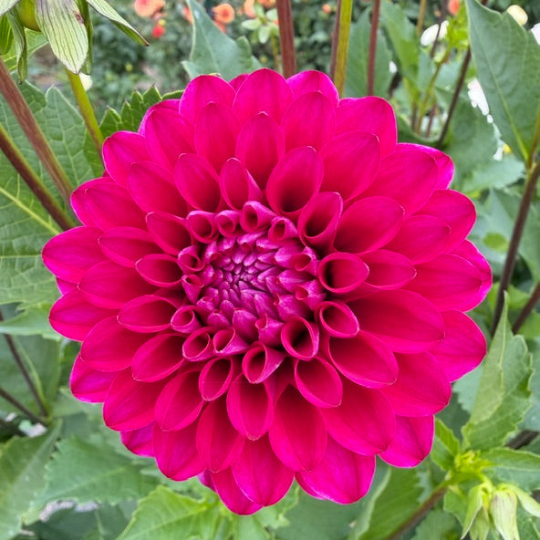 Hollyhill Berry Purple