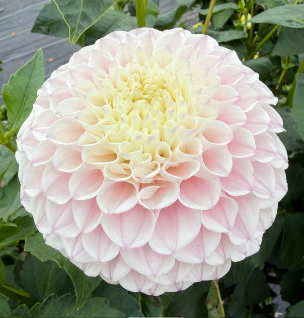 Pink Pearl