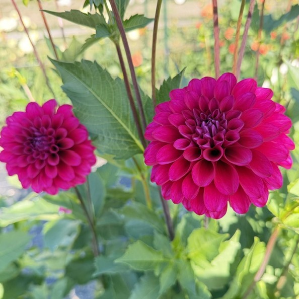 Hollyhill Berry Purple