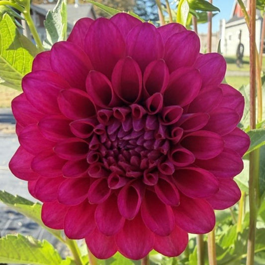Hollyhill Berry Purple
