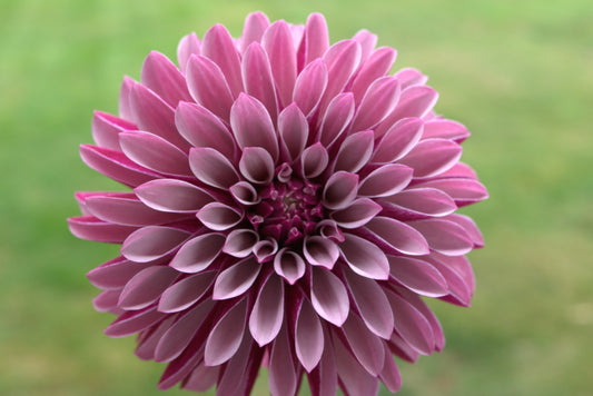 Salish Twilight Girl